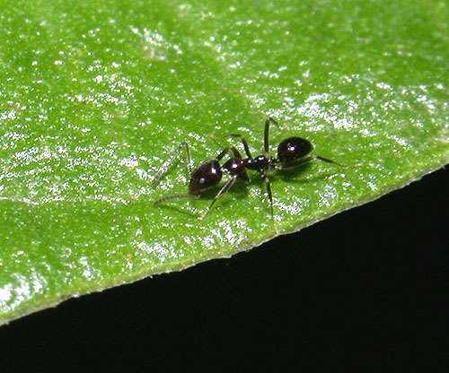 FIGURE 5c FIGURE 5c
